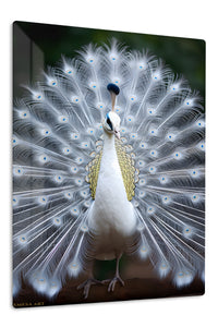 White Peacock in Full Display premium metal wall art – front view