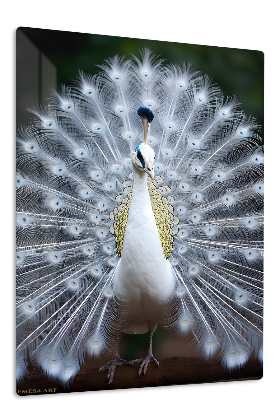 White Peacock in Full Display premium metal wall art – front view