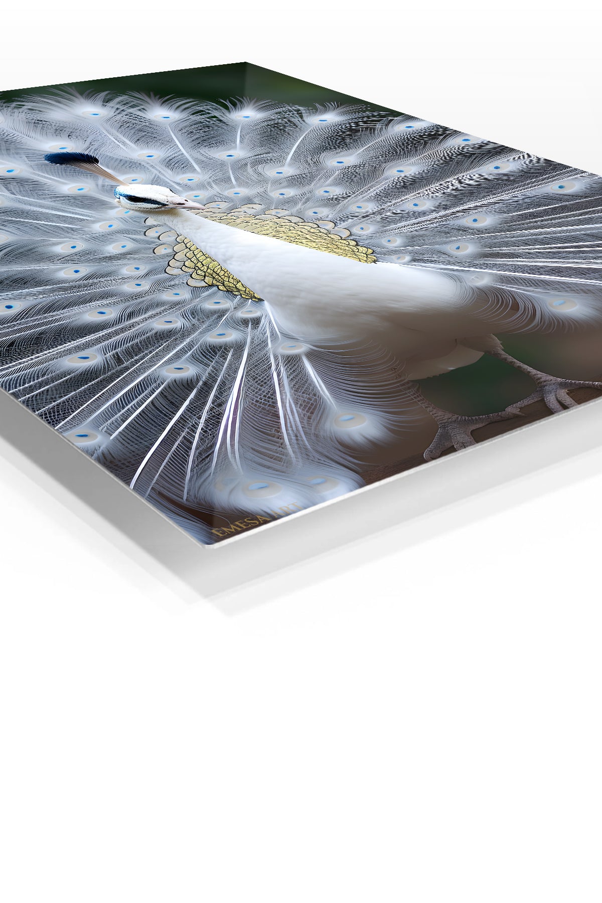 White Peacock in Full Display premium metal wall art – angled view