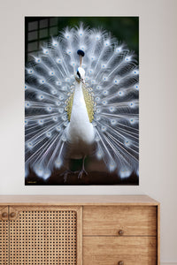 White Peacock in Full Display metal wall art displayed in a modern interior