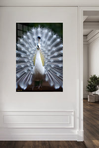 White Peacock in Full Display metal wall art displayed in a contemporary living space