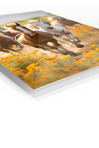 Sunlit Cat and Window Bird premium metal wall art – angled view