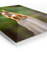 Cool Chimpanzee in Yellow Beanie premium metal wall art – angled view