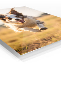 Spotted Butterfly on Orange Blossoms premium metal wall art – angled view