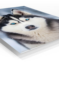 Joyful Collie in Golden Field premium metal wall art – angled view