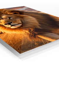 Resting Red Panda premium metal wall art – angled view
