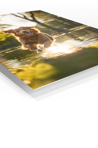 White Horse in Wildflower Meadow premium metal wall art – angled view