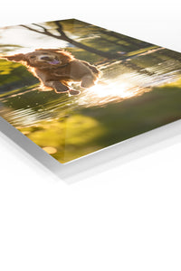 Golden Retriever Water Sprint premium metal wall art – angled view