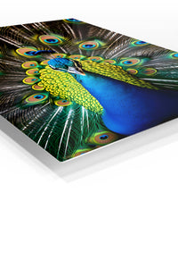 Sunlit Smiling Sloth premium metal wall art – angled view