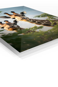 Curious Giraffe Pair premium metal wall art – angled view