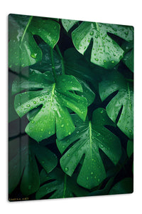 Dew-Kissed Monstera Canopy premium metal wall art – front view