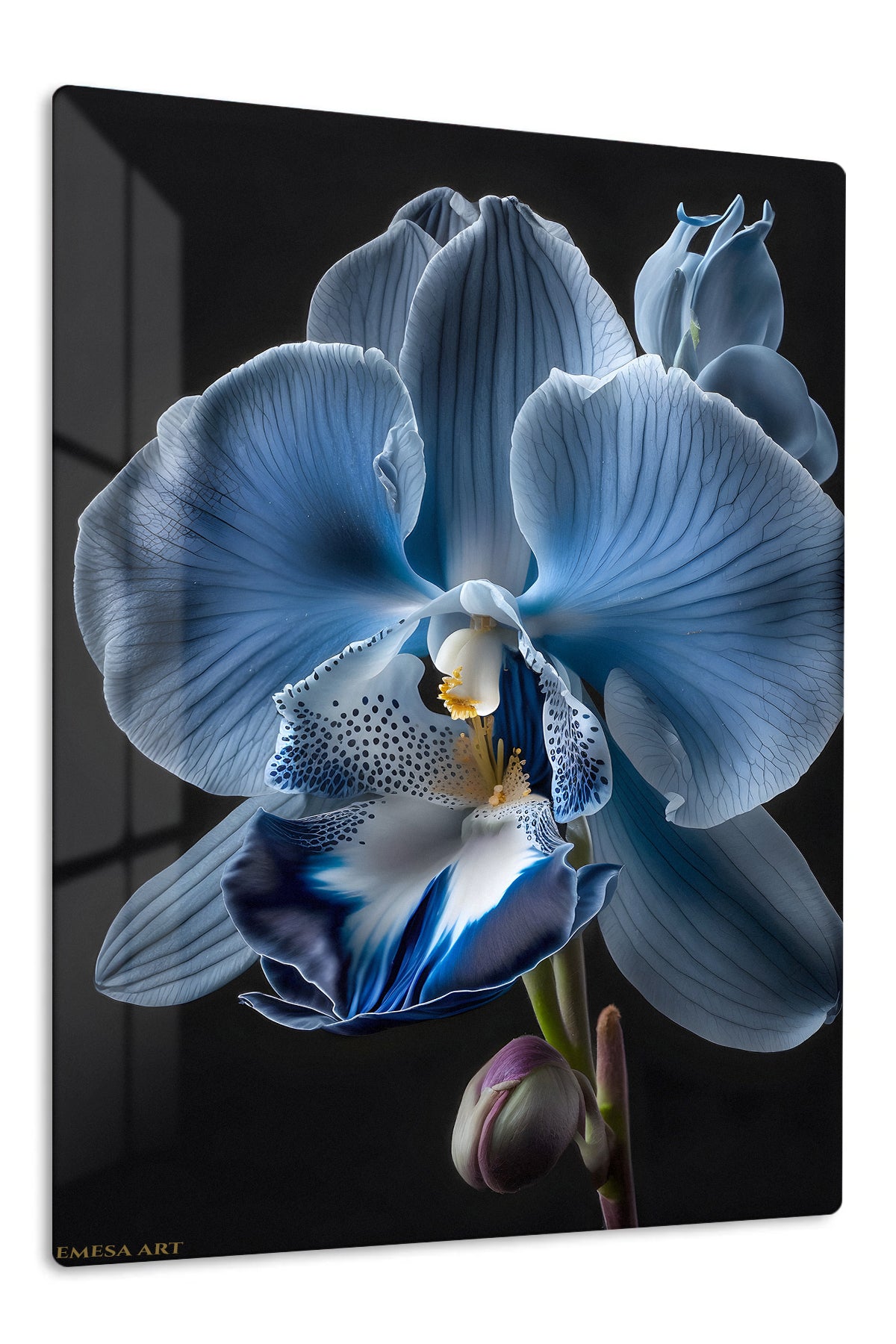 Midnight Blue Orchid Bloom premium metal wall art – front view