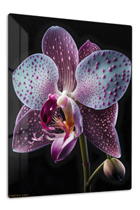 Velvet Orchid Bloom premium metal wall art – front view