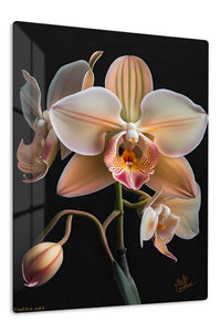 Blush Orchid Bloom premium metal wall art – front view