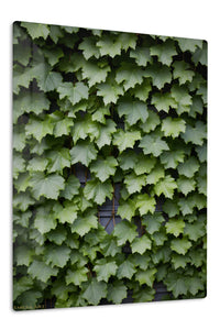 Lush Green Maple Leaves premium metal wall art – front view