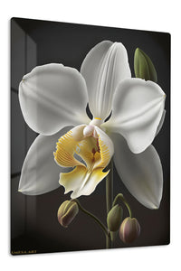 White Orchid on Midnight premium metal wall art – front view
